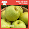 Jingxiansheng Shandong Wanglin apple net weight 4.5 catties single fruit 150g fresh fruit direct from the source with free shipping