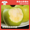 Jingxiansheng Shandong Wanglin apple net weight 4.5 catties single fruit 150g fresh fruit direct from the source with free shipping