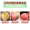 Authentic Shandong Red Fuji Apple Ugly Apple Fresh Fruit Seasonal Crisp Sweet Rock Candy Heart Striped Apple 2kg in Box