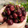 SF air freight imported cherries from Chile, fresh fruit for pregnant women, large cherries, 3j4j cherries, whole box, 0.9 catties (net weight) 2J (28-30mm) | Ordinary packaging