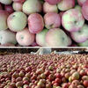 Fresh small Guoguang apples, authentic old tree Guoguang apples, sweet and sour seasonal fruits for pregnant women 5/10 jins, free shipping, 5 jins small fruits with box