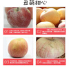 Tongganyuan Xinjiang Rock Candy Heart Apple, Ugly Apple, Fuji Fresh Seasonal Shanxi Fruit, Holiday Gift Recommendation, Whole Box 5 Jin, Quality Fruit 75-90MM, Net 4.5 Jin