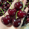 Looking for fresh Chilean cherries in Fujian JD/SF Express - next-day delivery to many places Imported large cherry fruit gift box with optional cherries 0.9 catties (net weight) J tasting pack