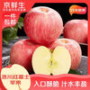 Jingxian Raw Shaanxi Luochuan Red Fuji Apple, Net Weight 8.5 Jin, Single Fruit 85mm+, Fresh Fruit, Straight from the Source
