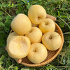 Authentic Shandong Yantai Creamy Fuji Apple Crispy, Sweet and Juicy 2kg 60-90mm