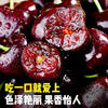 Guoxuan Chilean cherries JD - next-day delivery in many places Imported cherry fruit gift box for New Year gifts for parents 5 pounds (net weight) The most cost-effective Sharing gift box Luxury level Solid and crisp 4J Golden Diamond Fruit King 32-34mm