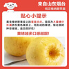 Jingxiansheng Shandong Venus apple net weight 4.5 catties single fruit 140g fresh fruit direct from the source with free shipping