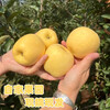 Authentic Shandong Yantai Creamy Fuji Apple Crispy, Sweet and Juicy 2kg 60-90mm