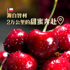 Chilean cherries 2J grade 2.5kg