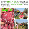 SF Organic Apple Yantai Crisp Sweet Snow Fuji Apple Healthy Pesticide-Free Organic Fruit 4kg 75mm