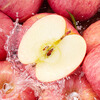 Apple City Yantai Apple Fruit Red Fuji Apple Fresh Crisp Sweet Whole Box Seasonal Fresh Fruit Shandong Specialty Flat Fruit Net Weight 8.5 Jin 85mm