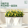 Devo various vegetable pots rectangular planting box plastic thickened automatic water-absorbing flower pot vegetable planting box vegetable planting basin large
