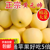 Huang Yuanshuai Apple Fruit 5 Jin Jin Shuai Extra Large Fresh Noodles Old Man Yellow Banana Free Shipping Orchard Straight Hair 4.5-5 Jin Pack 80mm-85mm