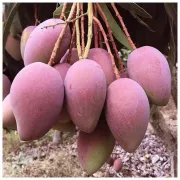[Spot directo al cabello] Guifei mango Hainan Sanya Guifei mango fruta fresca en temporada 3/5/10 jins empacados en caja entera 3 jins fruta neta fruta grande [150-200g]