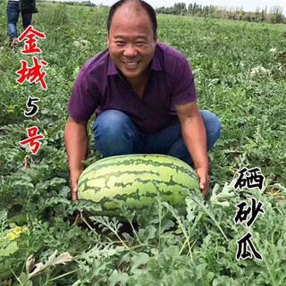 Jincheng no. 5 sweet king watermelon seed seed high yield black skin jingxin fruit giant extra large four seasons lazy man super jincheng no. 5 30 capsules, really sweet, really big, really