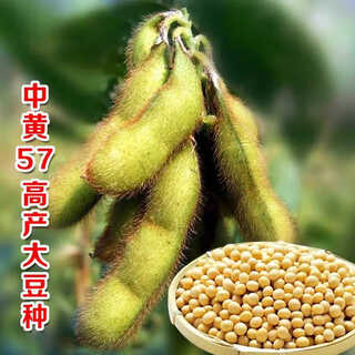 Wangyuanxing 57 soybean seeds soybean seeds high-yielding soybean seeds large disease-resistant domestic soybean seed base 20jin jin equal to 0.5kg original national approval zhongyang 57