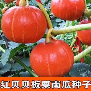 Original factory packaging red beibei pumpkin seeds new variety sweet noodles and waxy japanese chestnut small pumpkin seeds original factory packaging of about 15 seeds per pack red beibei pumpkin
