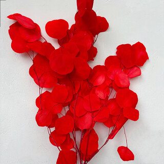 永生苹果桉圆叶尤加利真花室内装修装饰摆件北欧风云南永生花 红色(漂色50-70cm约100g一束