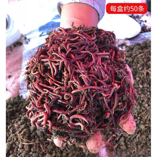 Zailu daqiu introduces fresh red earthworms live bait small large size bulk live bait fishing earthworms boxed fish fishing gear shop small size one jin jin is equal to 0.5 kg + 30 boxes