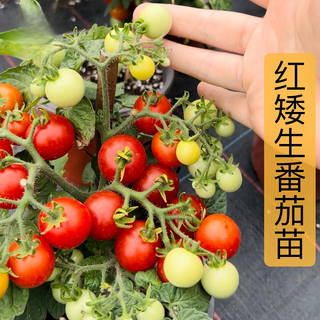 Xinning tomato seedlings complete collection tomato seedlings black tomato hairy pink millennium small tomato seedlings balcony small yard vegetable seeds red dwarf tomato seedlings 12 trees