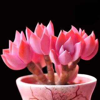 Xinganhe (xinganhe) planta suculenta en maceta pila vieja oficina resistente a la sequía planta verde perezosa flores