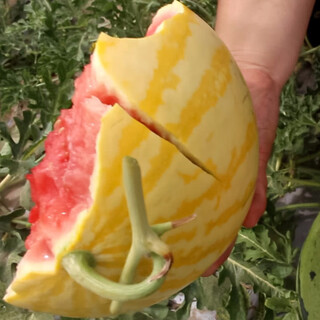 Shouhe yellow flesh watermelon seeds yellow heart gift type yellow flesh shouguang melon winter and spring home garden melon seeds yellow skin red flesh watermelon seeds 10 capsules