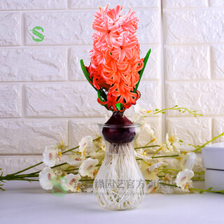 Green silk ribbon hyacinth seed bulbs hydroponic flowers soil culture seeds four seasons indoor and outdoor cold-resistant plant flower seedlings potted orange hydroponic package (hydroponic bottle + seed bulb)