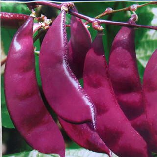 Sulu yahui green eyebrow bean seeds red edge purple plum beans pig ears bean seeds lentil vegetable seeds courtyard field planting 2 packs of purple eyebrow bean seeds with rack type