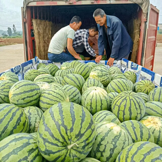 Shouhe crunchy type 8424 watermelon seeds, early mature, thin-skinned, summer and autumn seeds, 8424 watermelon seeds, 50g, about 900 pieces