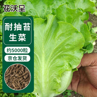 Huavoli italian bolting-resistant lettuce 10g, about 5,000 vegetable seeds, four seasons, year-round lettuce, balcony, courtyard and field