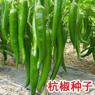 Hangzhou pepper seeds, pepper seeds, slightly spicy small peppers, potted plants on the balcony in spring and autumn, easy-to-grow vegetable seeds. hangzhou pepper seeds, 5 packs, about 1500 capsules.