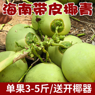 Xianyouji hainan wenchang coconut green large fruit fresh coconut pregnant women coconut picked now delivery coconut opener and straw 6 coconuts with skin (single fruit 3 jin jin is equal to 0.5 kg - 5 jin jin is equal to 0.5 kg