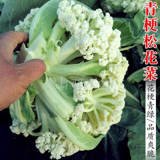 Cauliflower seedlings, green-stemmed pine cauliflower seedlings, spring and autumn heat-resistant vegetable seedlings, early-maturing garden field planting, 5 green-stem pine cauliflower seedlings