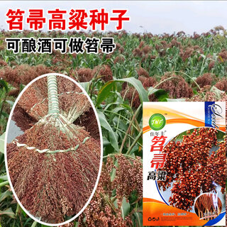 Nuoyou no. 1 sorghum seeds, high-yield wine-making sorghum seeds, sorghum seeds, miscellaneous grains, easy to grow in the field, broom sorghum 50g