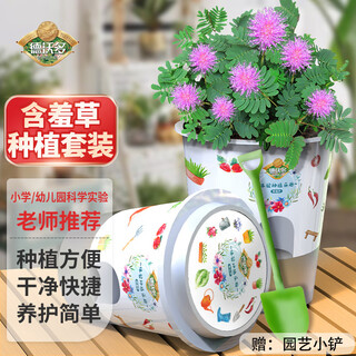 Devodo diy children's fun planting potted plant set mimosa seeds student plant observation cup children's day
