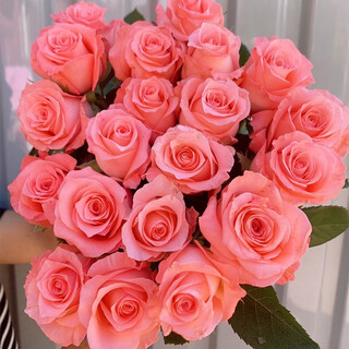 Qianqian whispering dounan base direct wholesale rose flowers nationwide express delivery girlfriend gifts home water-raised flower arrangement family diana rose 18 pcs + 2 pcs loss prevention