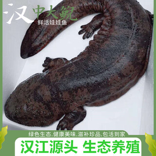 Fresh and live giant salamander delivered by sf express to your home for edible aquatic products and seafood. 4 jin jin is equal to 0.5 kg of one fresh and live giant salamander.