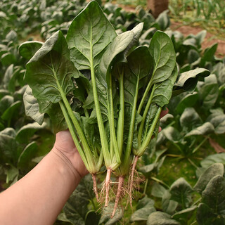Imported spinach seeds, farm vegetables, disease-resistant, high-yielding, four-season vegetable seeds, balcony potted field planting, imported spinach 300g original (spring and autumn varieties)