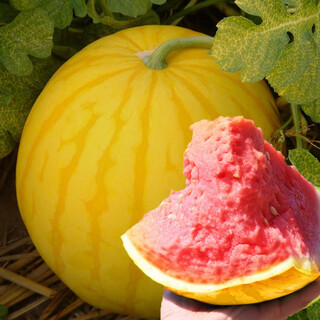 Beishu 8424 watermelon seeds early-maturing special melon fruit beishu jinlinglong watermelon seeds 20 capsules/bag