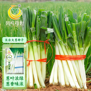 Fengming yashi shandong zhangqiu green onion seeds all-season cold-resistant vegetables field planting long white green onion seeds 10 grams