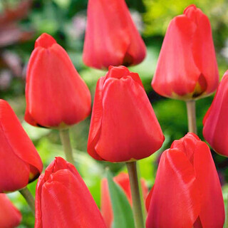 Zuojia garden 5 large tulip bulbs natural balls dutch imported tulip seeds hydroponic soil culture cold-resistant flowers red mark 5 balls 11-12cm