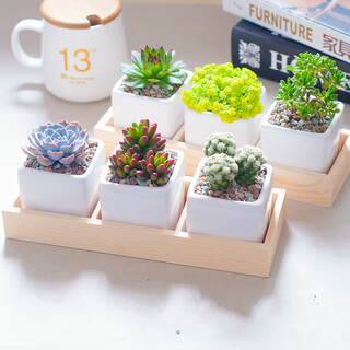 Jianshi succulent plant potted succulent office desktop novice small set green plant flower cactus with potted diy landscape 3 succulents + pot + wooden support plant optional