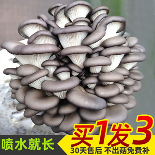 Mother-in-law mushroom cultivation mushroom package mushroom stick potted edible mushroom home cultivation mushroom edible mushroom seed mushroom oyster mushroom solid hair 3 bags