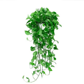 Long vine pothos potted indoor flower large leaf green basket water culture bonsai desktop office living room hydroponic hanging green plant boutique 1 white pot vine about 80cm long with an absorbent basin