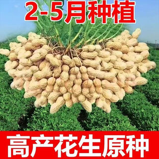 2024 new high yield peanut seeds new arrivals peanut seeds peanut original seeds academy of agricultural sciences raw peanuts shelled seeds high yield peanut seeds 100% original seeds 1-1 in shell five jin jin is equal to 0.5 kg 2/500 g