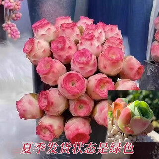 Te amo por diez mil años, rosa de montaña suculenta de verano, copa de vino de durazno, huevo de yero rosado, bola de jade, planta en maceta con planta suculenta verde, 3 macetas, rosa de montaña de una sola cabeza 2-3 cm, 1 pieza