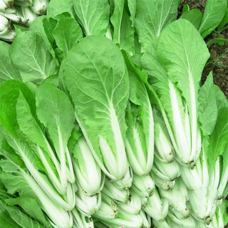 Xizhi four-season fast-growing cabbage seeds four-season vegetable seeds early-maturing small greens balcony potted heat-resistant cream fast vegetables