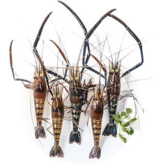 Fresh macrobrachium rosenbergii 250g (6-12 pieces)