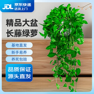 Shuangmeng green radish potted formaldehyde-removing flowers and green plants office new house air purification 160 white 2 pots straight from the source