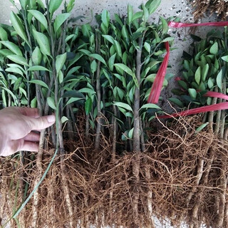 Sichuan red orange saplings, red orange seedlings, grafted seedlings, grafted seedlings, virus-free seedlings, red orange seed replacement seedlings, greenhouse seedlings, red orange seedlings, 0.8/1 cm thick, 100 trees